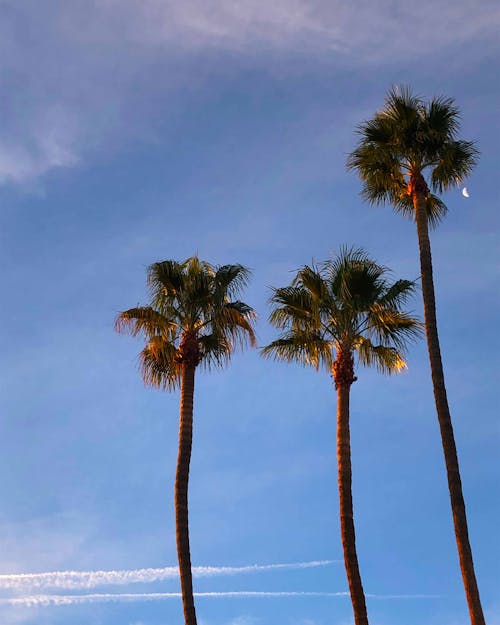 Free Palm Trees at Sunset Stock Photo
