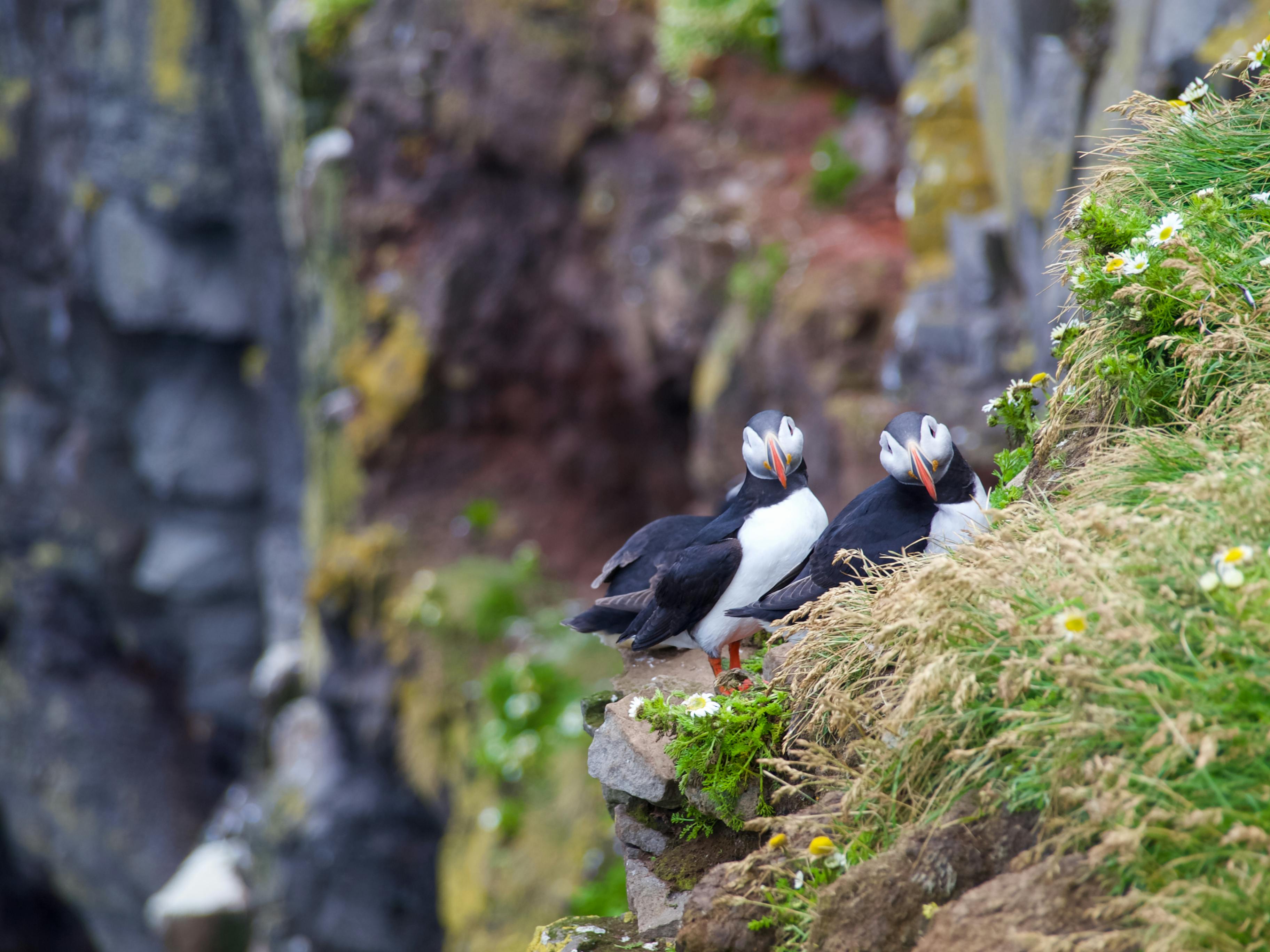 atlantic puffins looking at the camera