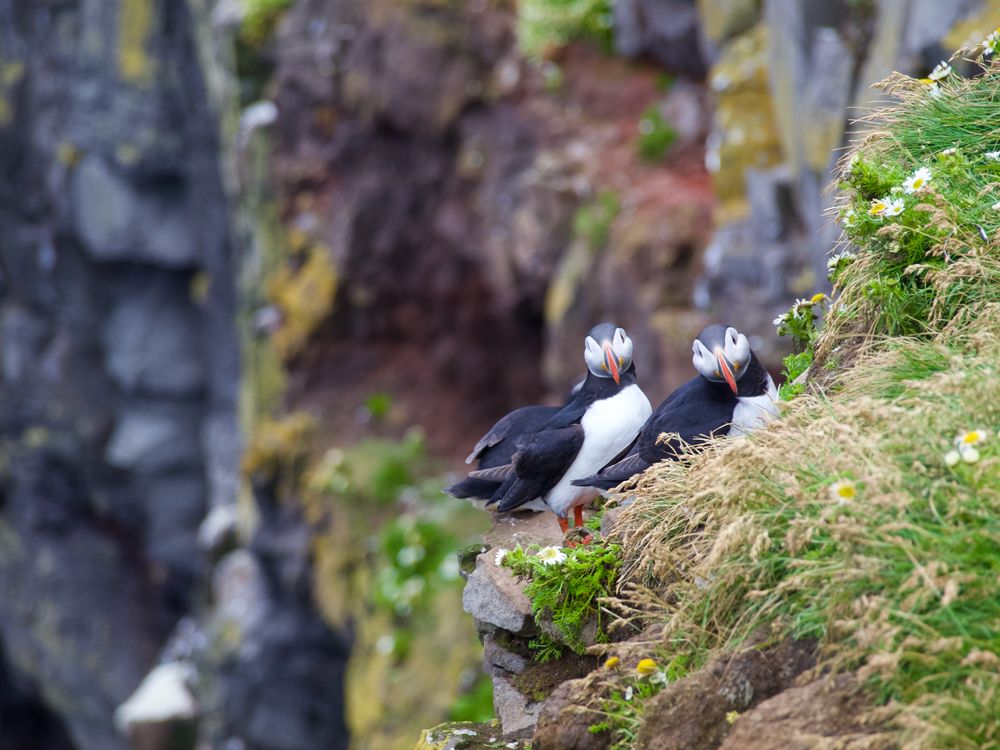 Atlantic Puffins Looking at the Camera · Free Stock Photo