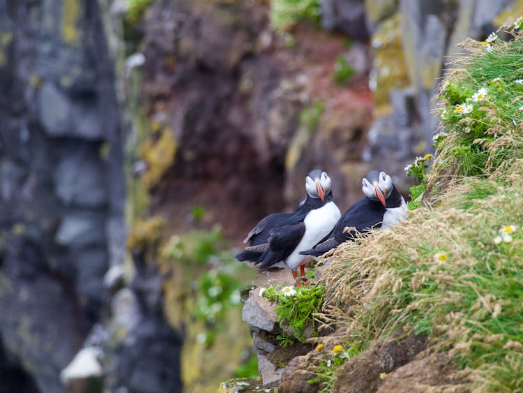 Atlantic Puffins Looking At The Camera