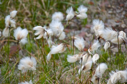 Free Close-Up Shot of White Pasqueflowers in Bloom Stock Photo