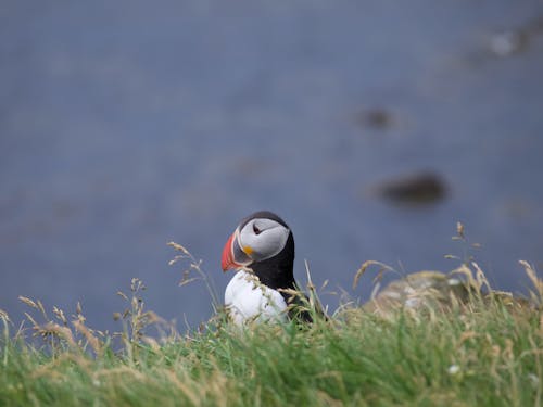 Side View of an Atlantic Puffin in the Grass