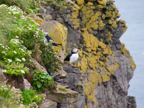 Cliffside puffin session thumbnail by Carlo Zamagni on Pexels