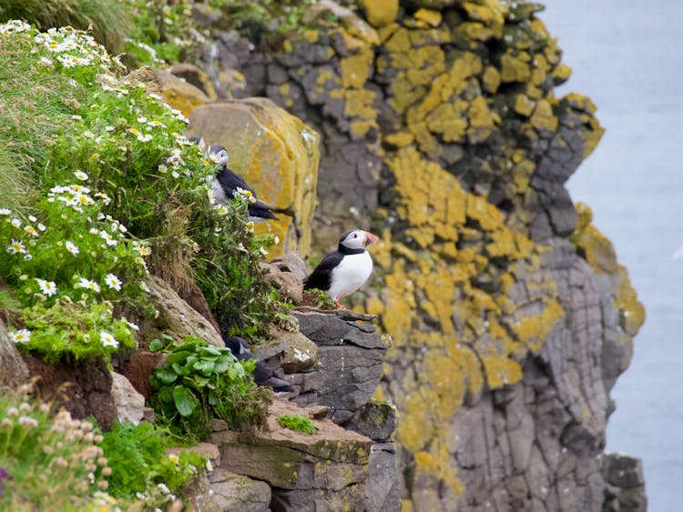 Atlantic Puffins On A Cliff