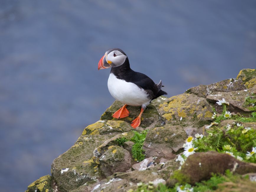 Skomer Island puffin colony Wales