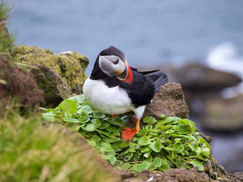 An Atlantic Puffin Standing by a Cliff