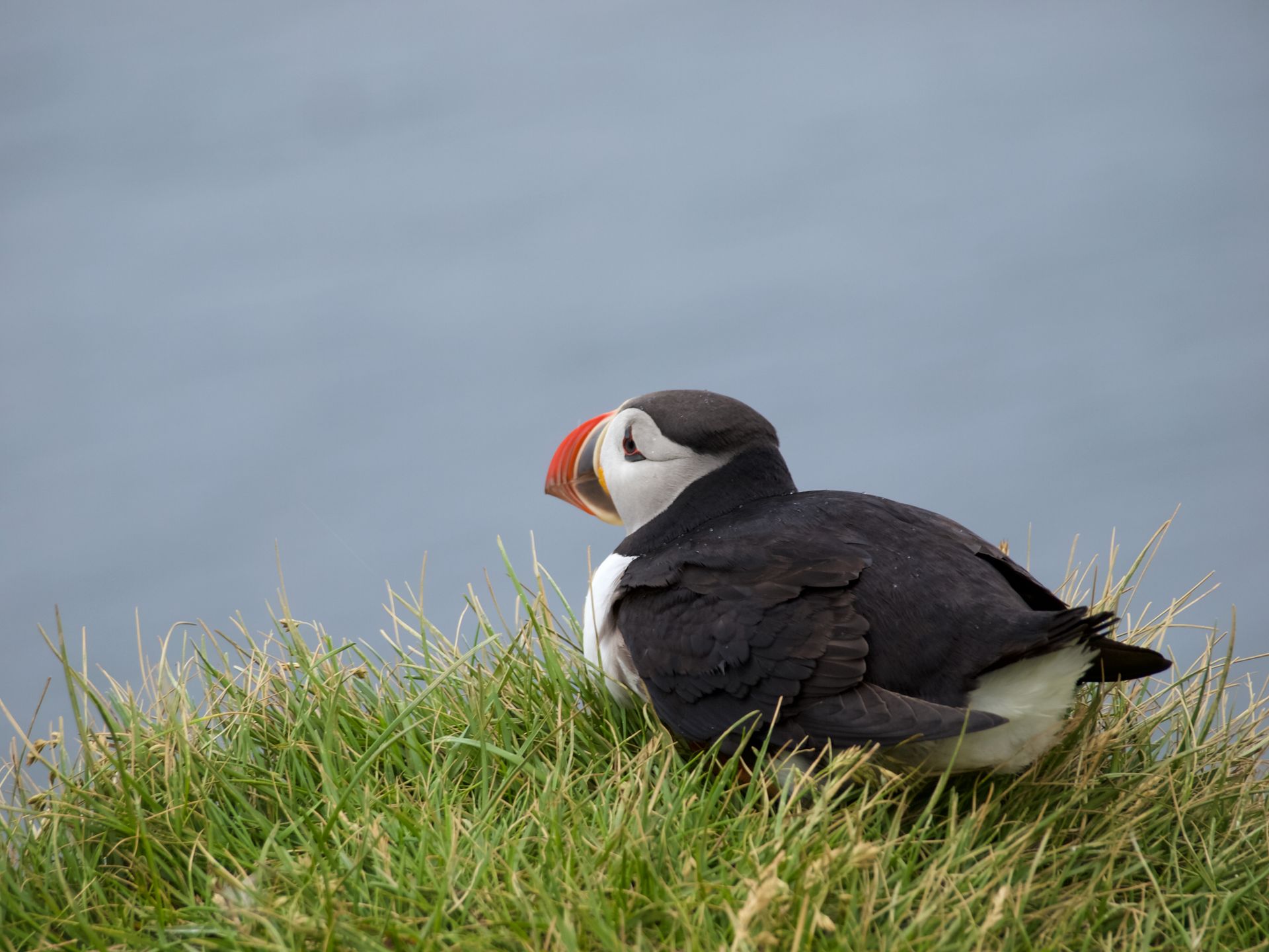 Atlantic puffin perched on grassy cliff edge by the sea in Iceland, showcasing vibrant plumage and beak.