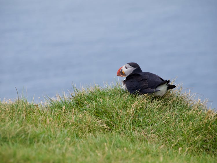 An Atlantic Puffin Sitting In The Grass