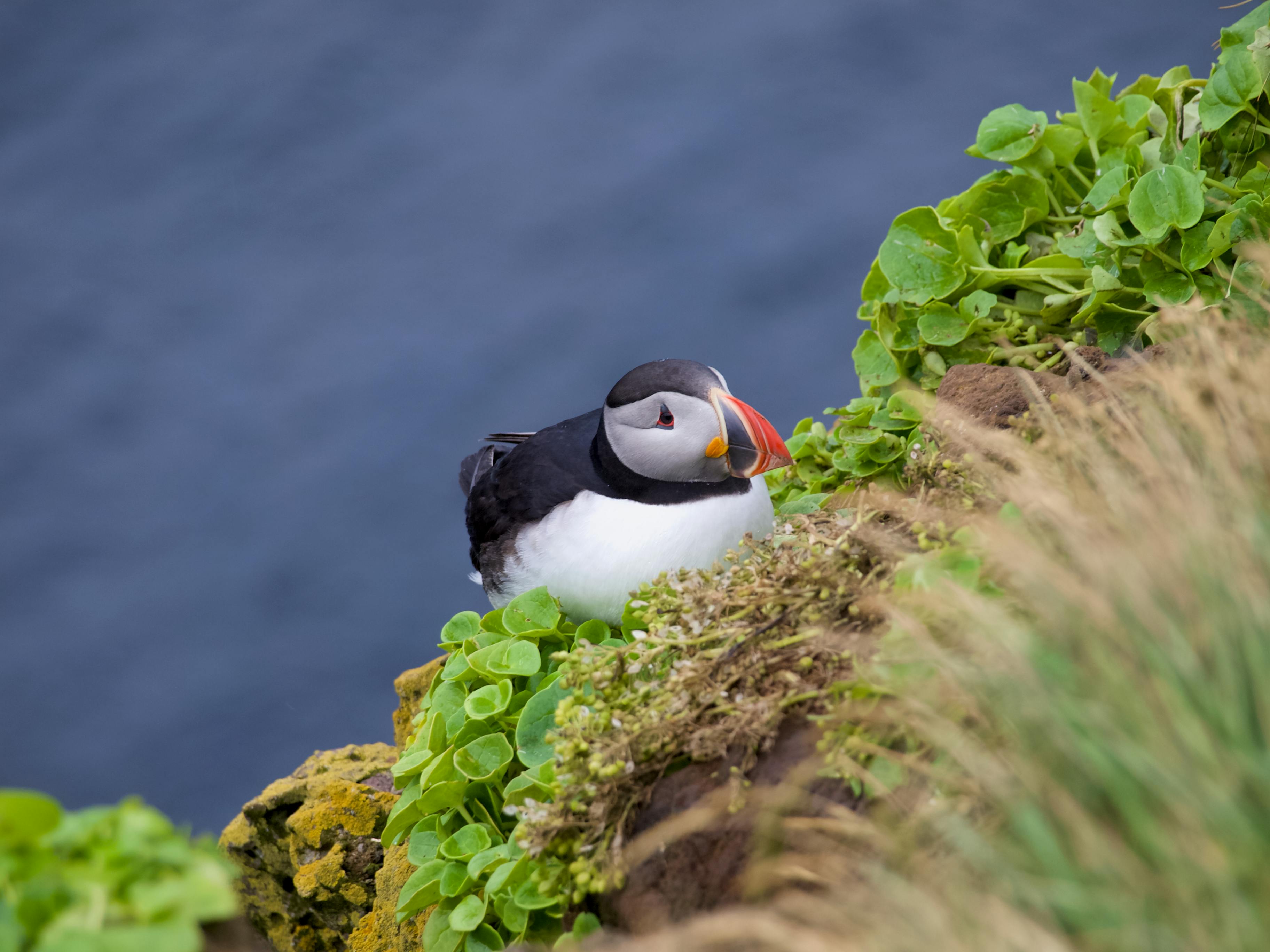 an atlantic puffin sitting by a cliff