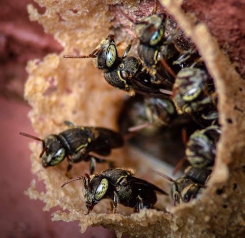 anten, arı kovanı, arılar içeren Ücretsiz stok fotoğraf