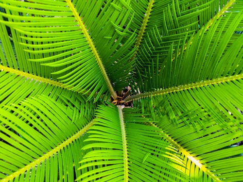 Free Green Palm Leaves Stock Photo