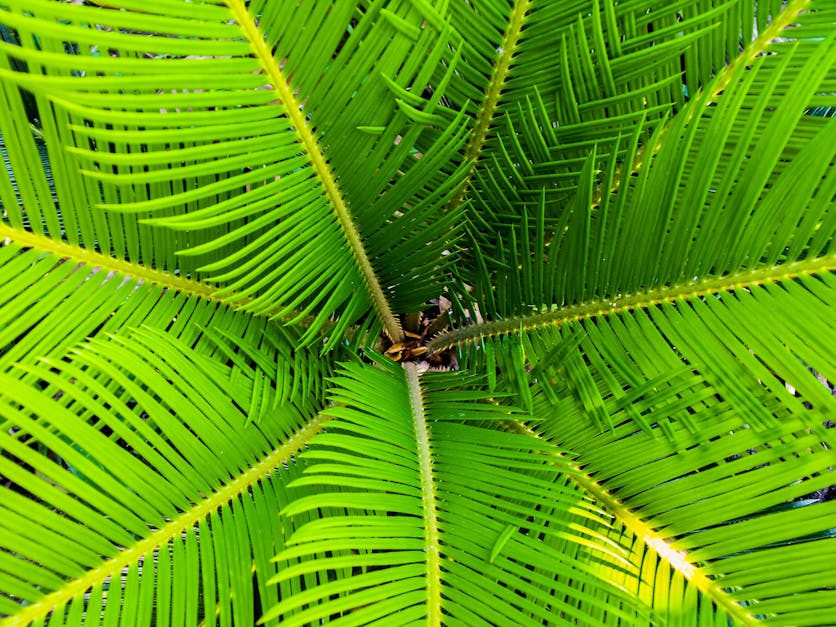 Green Palm Leaves · Free Stock Photo - 1200 x 627 jpeg 153kB