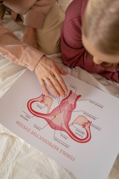 Anatomy chart — urinary system