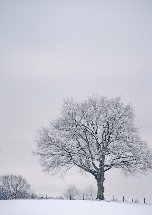 Free A Snow Covered Leafless Tree Stock Photo