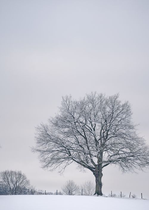 Free A solitary tree covered in snow stands in a serene winter landscape. Stock Photo