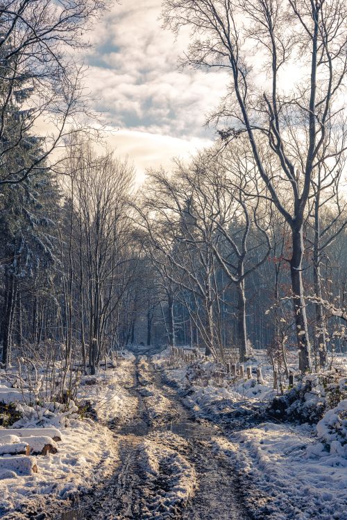 Free A serene winter scene with snow-covered trees and an unpaved path in Plombières, Belgium. Stock Photo