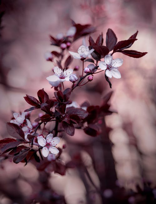 Cherry Blossoms in Tilt Shift Lens