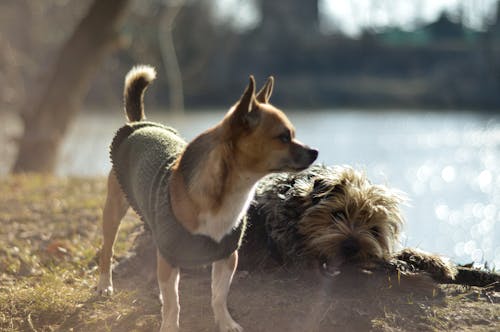 Free stock photo of dog photography, dogs, sunshine