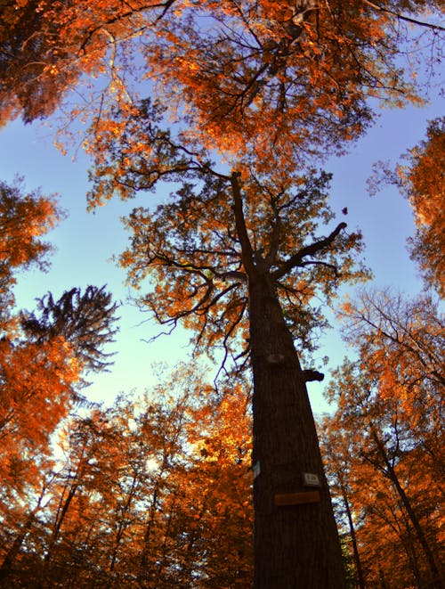 Immagine gratuita di acero, alberi, alberi forestali