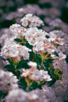 Detailed close-up of white blooming flowers in a garden setting.