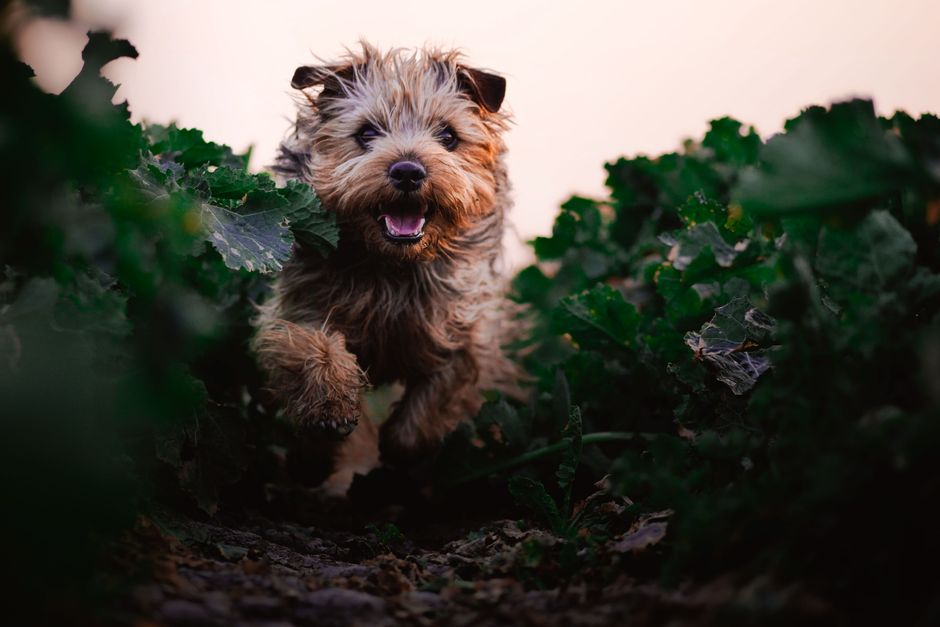 Kleine hond rent door een tuin tussen planten