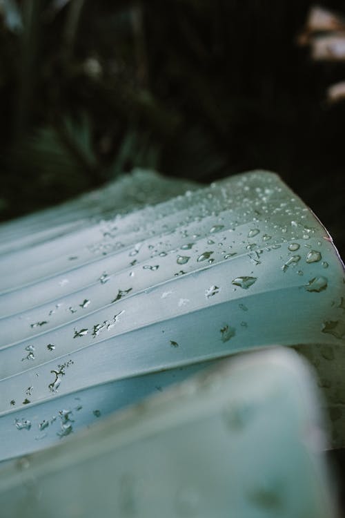Free Water Drops on Leaf  Stock Photo