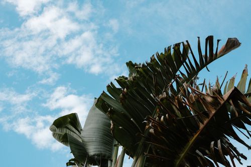 Free Low angle view of banana leaves set against a vibrant blue sky with clouds. Stock Photo