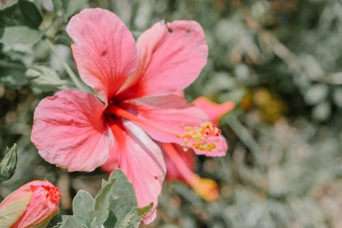 grátis Foto profissional grátis de flor cor-de-rosa, floração, fotografia de pequenos seres Foto profissional