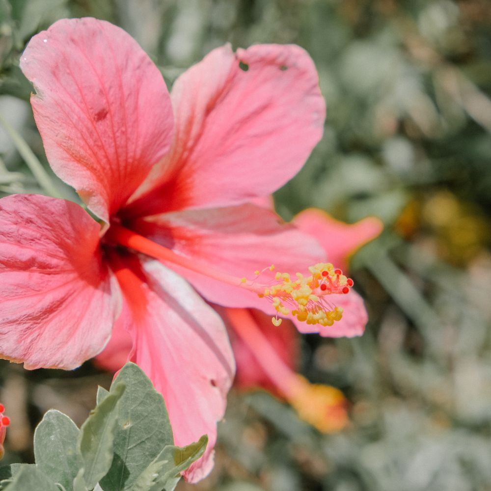 A pink hibiscus flower in full bloom.