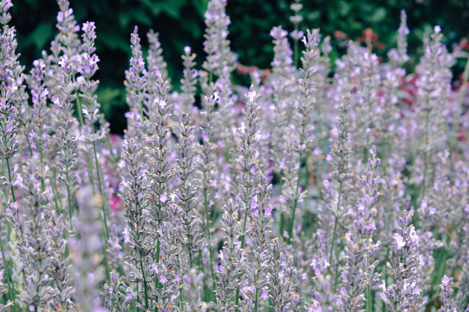 Close-up of lavender flowers in bloom — lavender tree varieties in Surrey BC