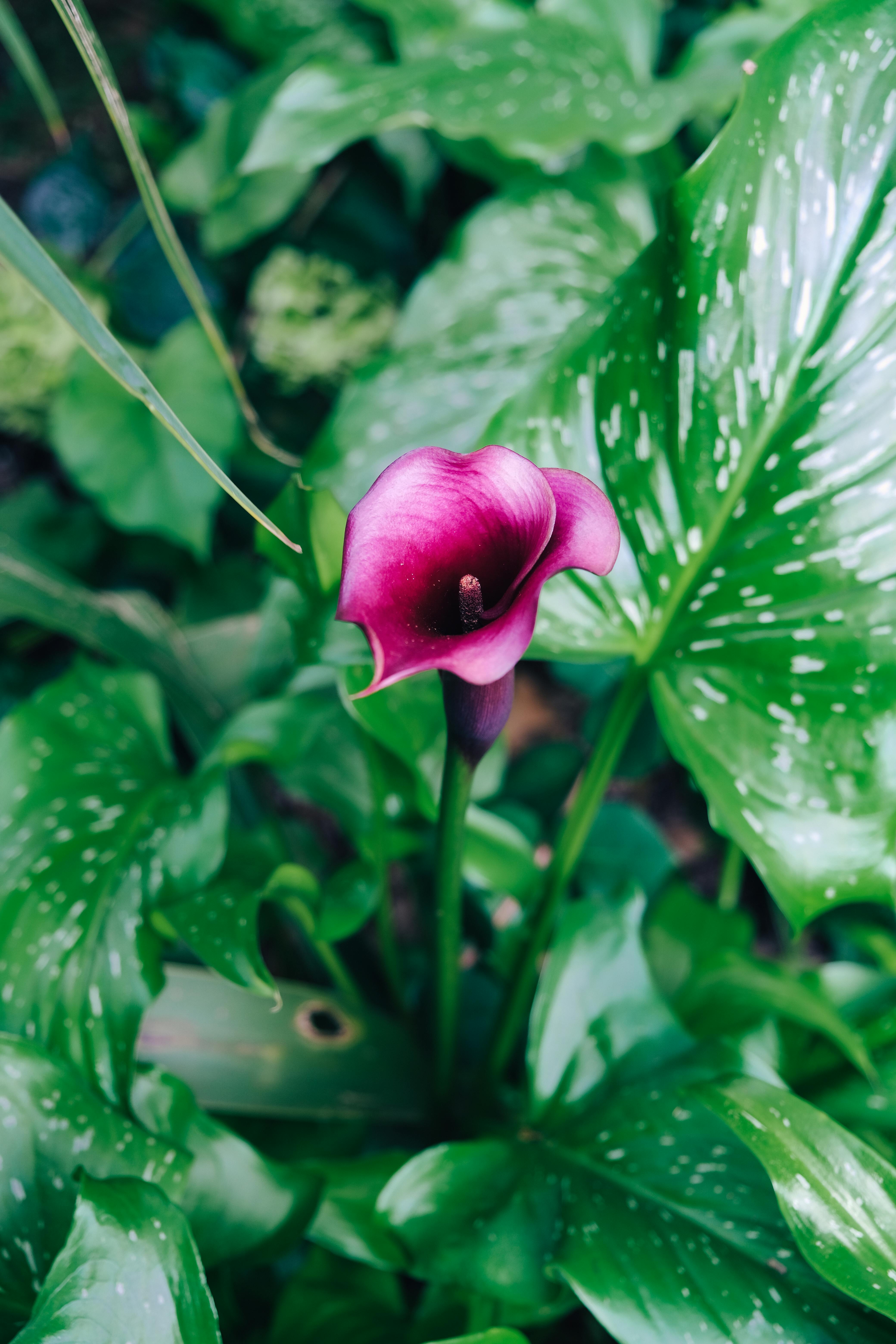 A single pink calla lily stands out amid lush green leaves in a garden setting.