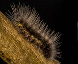 在黑色背景下，树枝上突出的尖刺旁，一只毛茸茸的毛毛虫被宏观镜头捕捉