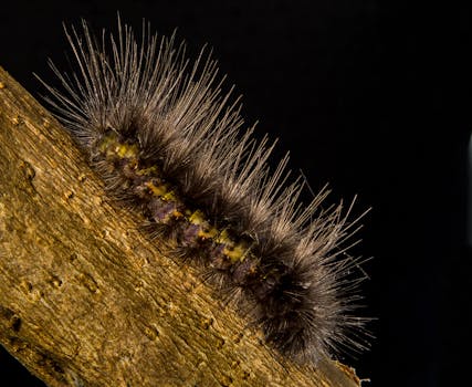在黑色背景下，树枝上突出的尖刺旁，一只毛茸茸的毛毛虫被宏观镜头捕捉