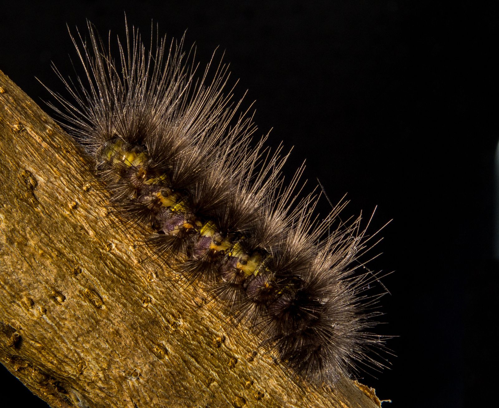 Caterpillar Photos, Download The BEST Free Caterpillar Stock Photos & HD Images