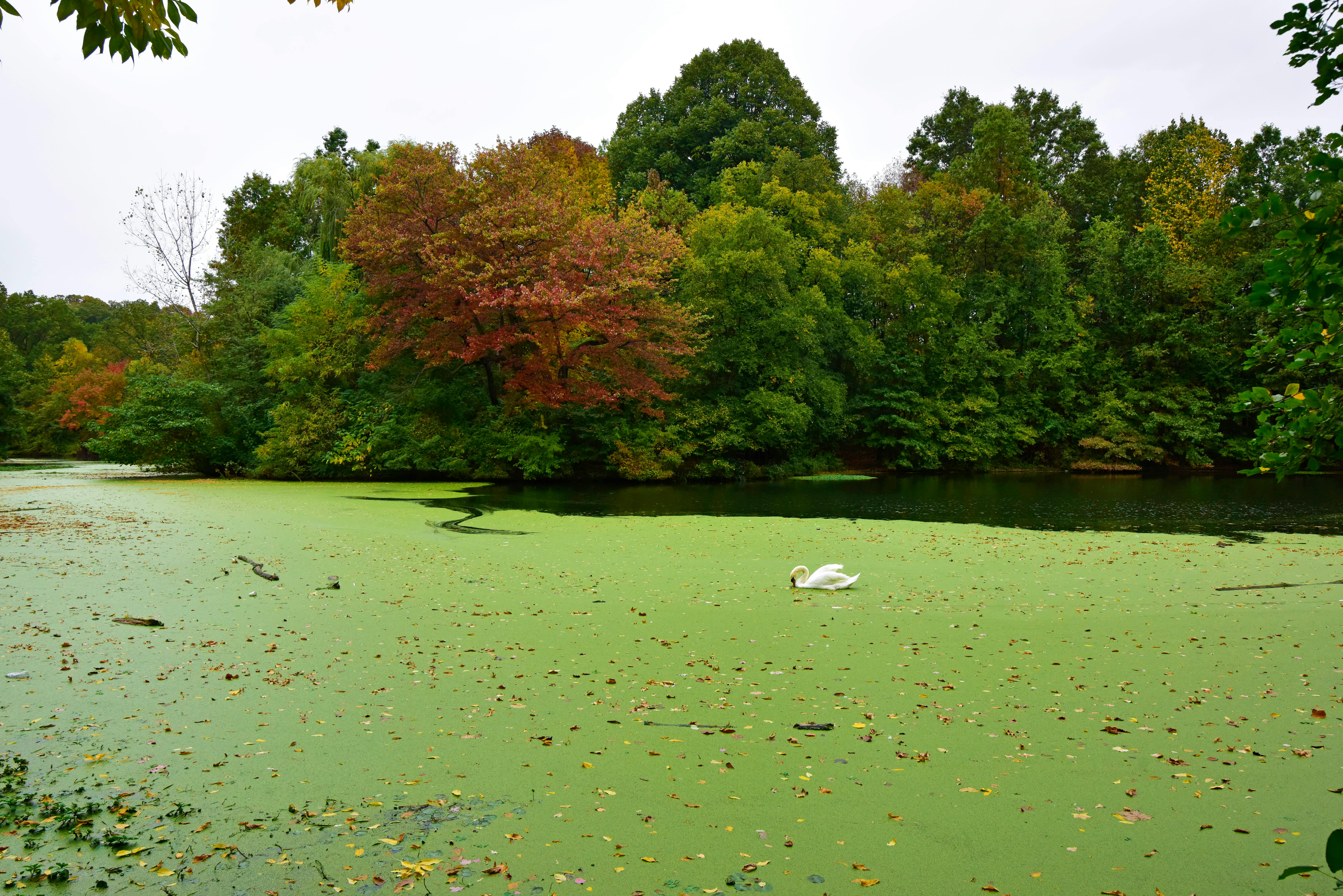 Tranquil autumn scene of a swan gliding on a green lake surrounded by colorful fall foliage in New York.