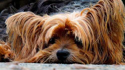 Close Up Foto Bruine Lange Vacht Hond