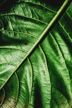 Top view of background with fresh verdant leaf with fragile veins of plant growing in forest in summer