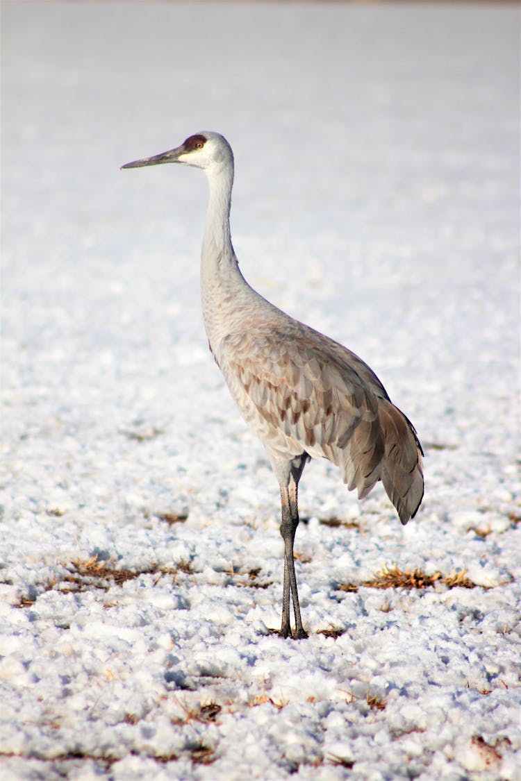 A Sandhill Crane