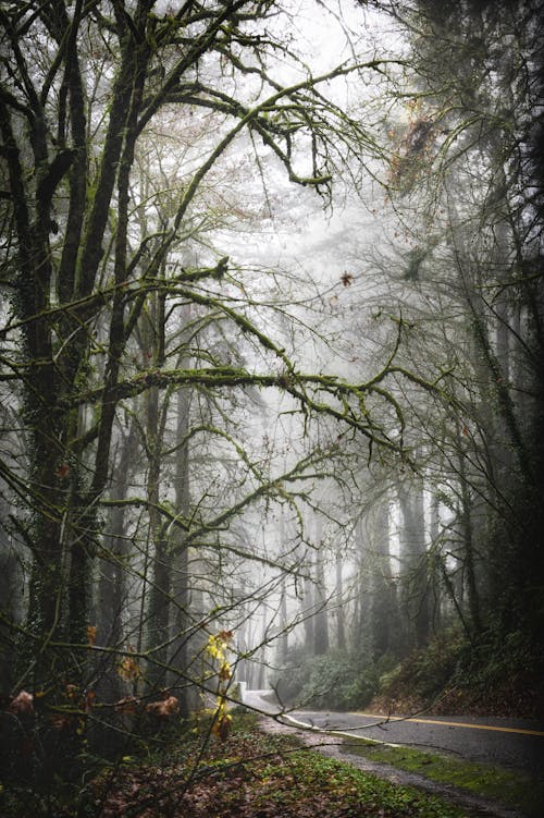 Narrow empty asphalt road going through misty forest with tall trees against foggy sky on autumn day