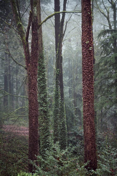 Picturesque scenery of tall trees and lush plants growing in green misty forest on overcast day