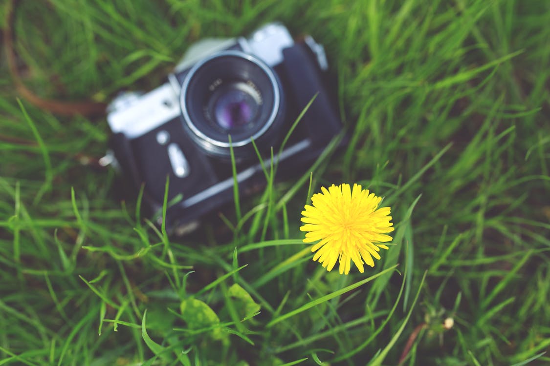 Ücretsiz bağbozumu, çiçek, çim içeren Ücretsiz stok fotoğraf Stok Fotoğraflar