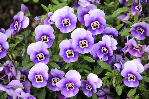 Free Purple Orchids Flower Stock Photo