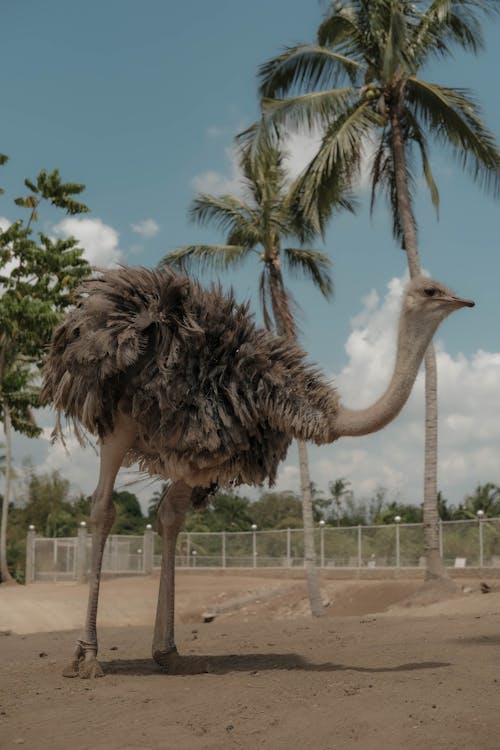 Ostrich Standing Near Coconut Trees