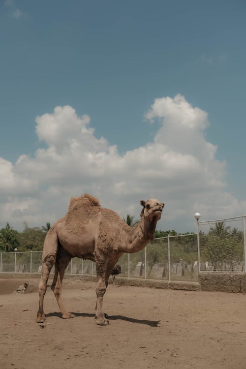 Foto d'estoc gratuïta de animal, camell, dempeus