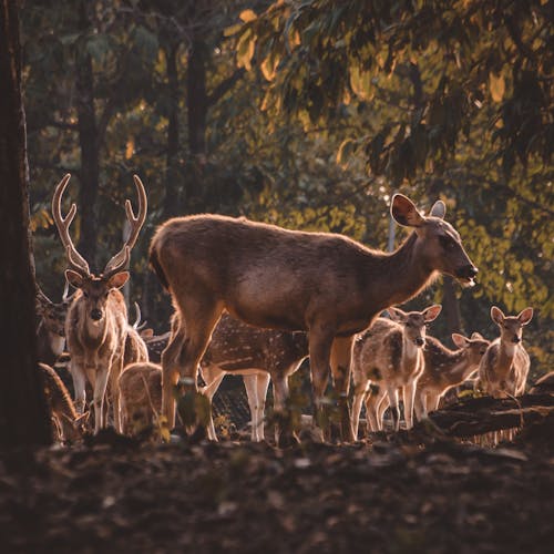 Close-Up Shot of a Herd of Deers