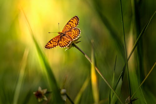 Selective Focus of an Orange Butterfly Perched on a Flower