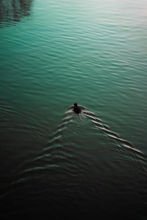 Free Soft Ripples on Body of Water Stock Photo