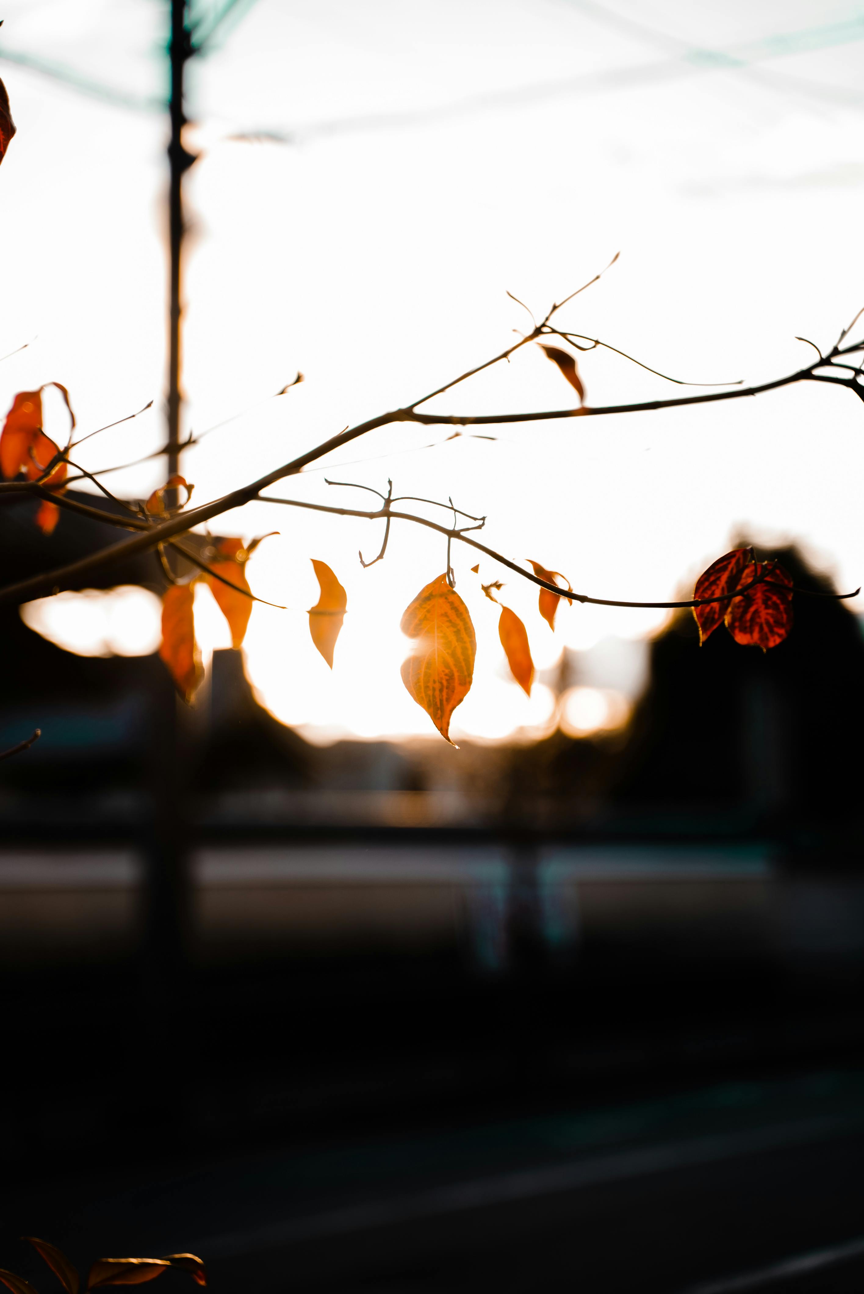 Stunning silhouette of autumn leaves against a sunset backdrop in Kyoto, Japan.