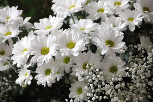 White Daisy Flowers White Baby's-Breath Flowers