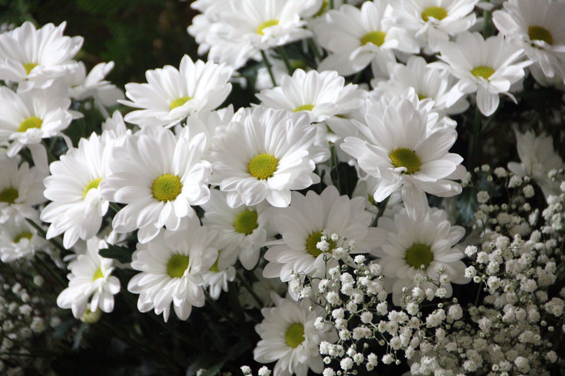 흰색 데이지 꽃 흰색 아기의 숨결 꽃